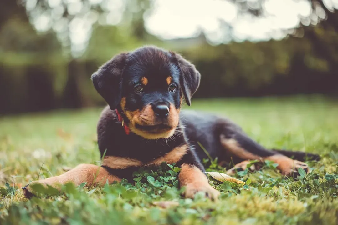 9 - Rottweiler (Image Credits: Unsplash)
