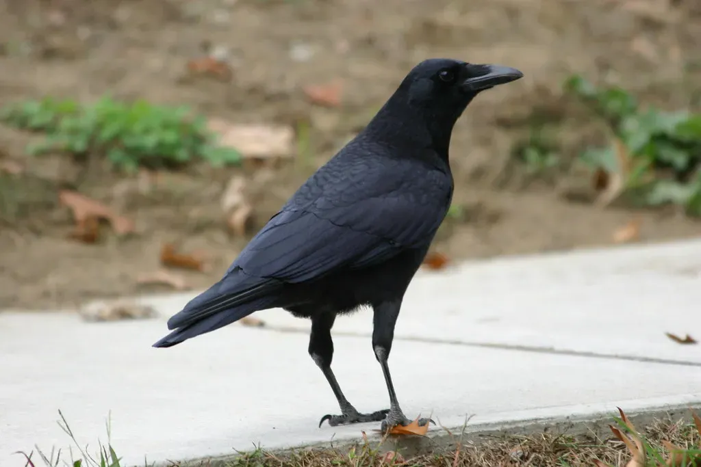 Crows Gathering in Quiet Groups (grendelkhan, Flickr, CC BY-SA 2.0)