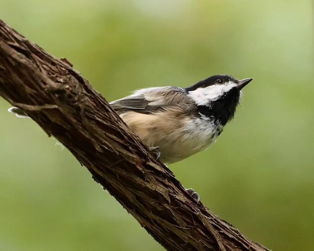 Virgo (August 23 &ndash; September 22): The Black-Capped Chickadee (Image Credits: Unsplash)
