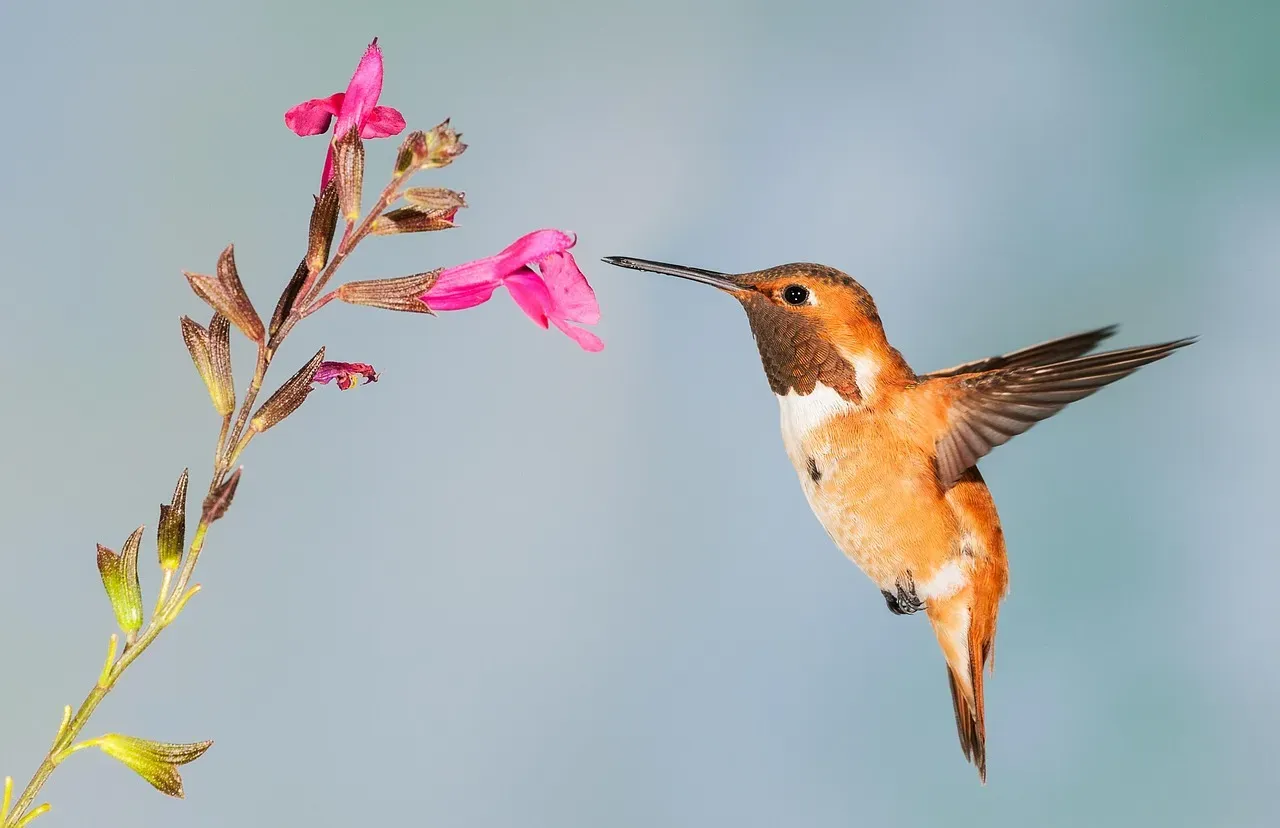 #2 - Ignoring Seasonal Timing and Bloom Gaps (Image Credits: Pixabay)