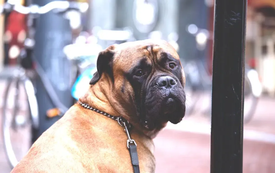 #5. Bullmastiff - The Silent, Immovable Guardian (Image Credits: Pexels)