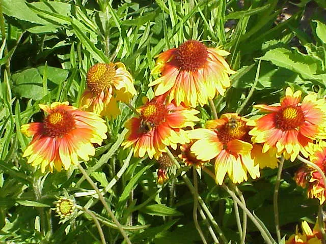 Blanket Flower: The Drought-Defying Dynamo (Image Credits: Wikimedia)