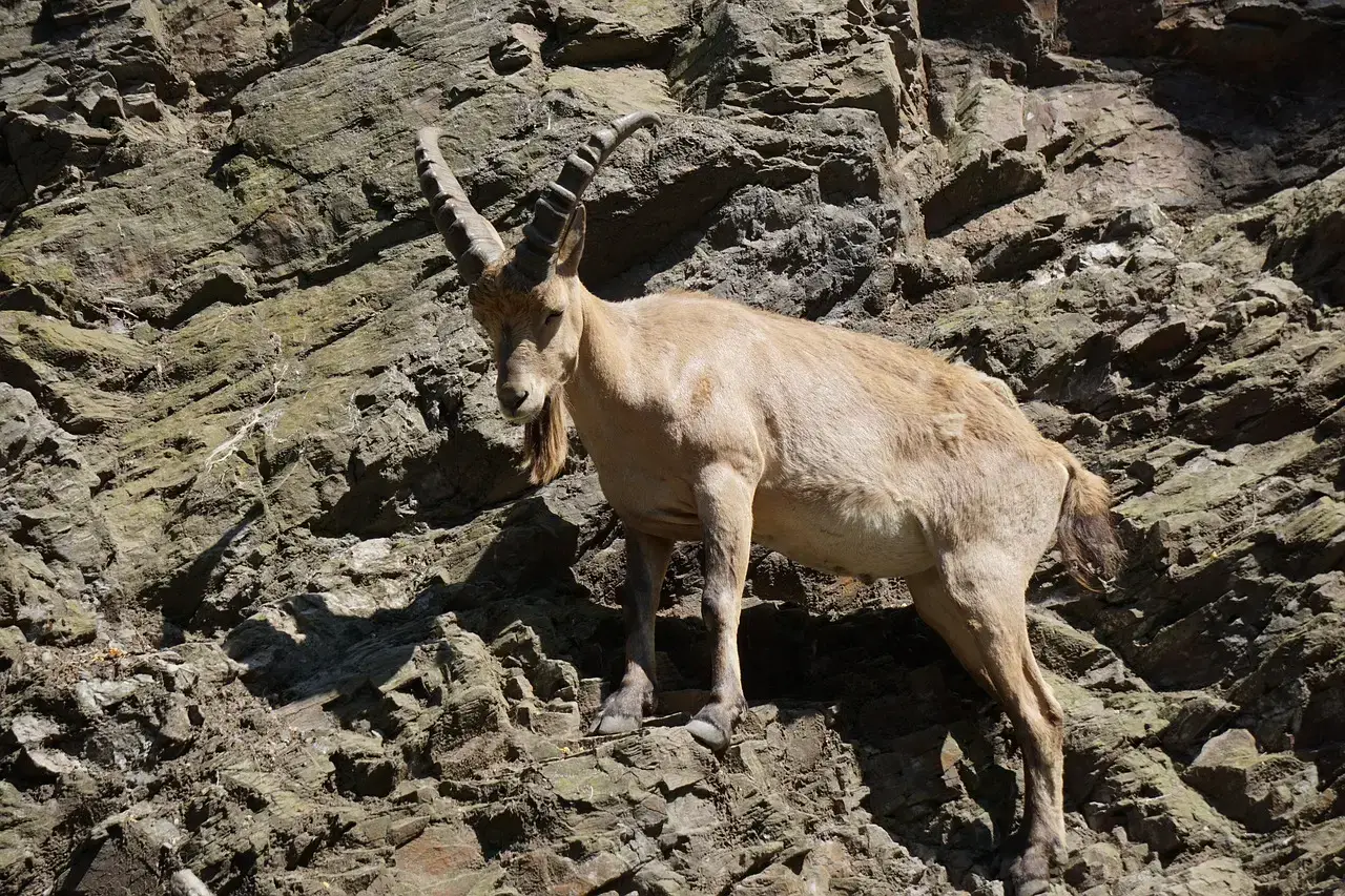 Capricorn and the Mountain Goat's Determined Climb (Image Credits: Pixabay)