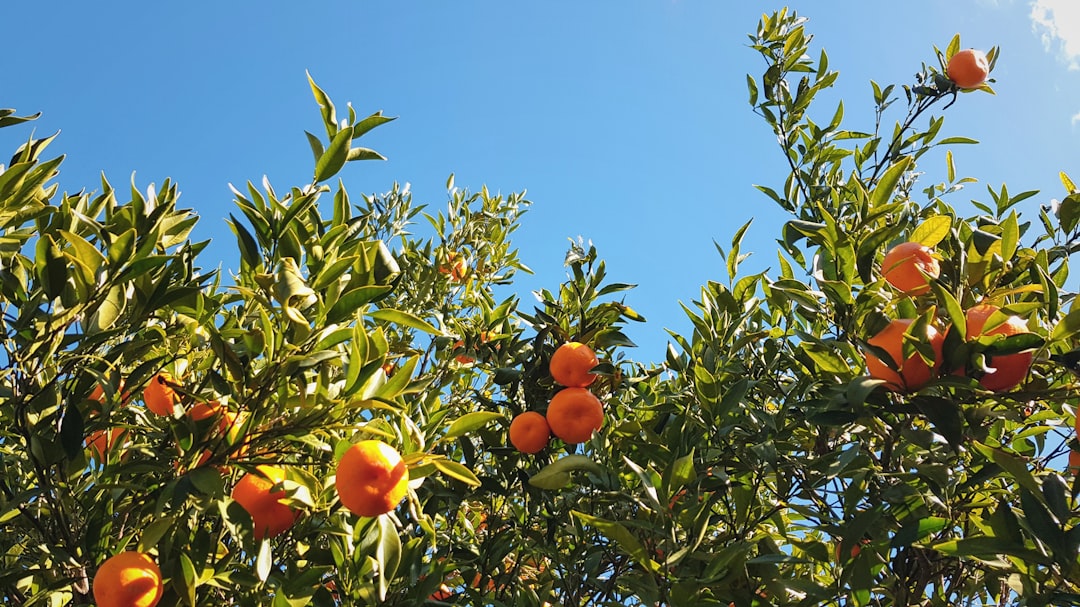 6. Citrus Trees - The Fragrant Fruit Producers (Image Credits: Unsplash)