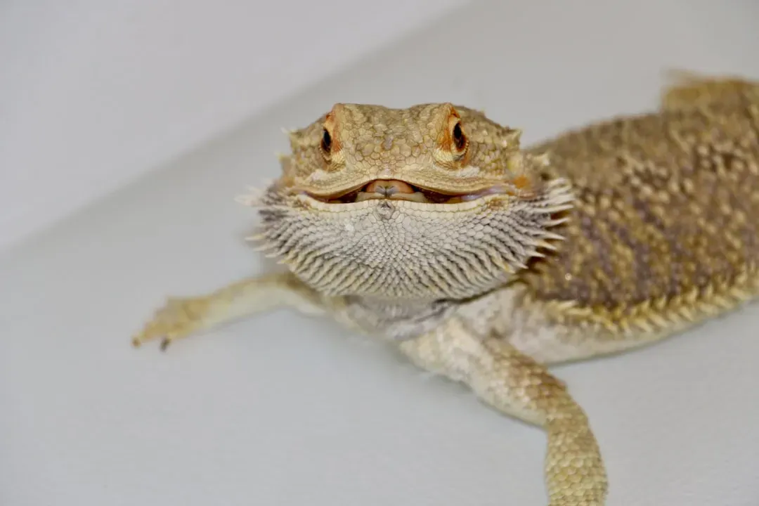 Leo and the Bearded Dragon (Image Credits: Unsplash)