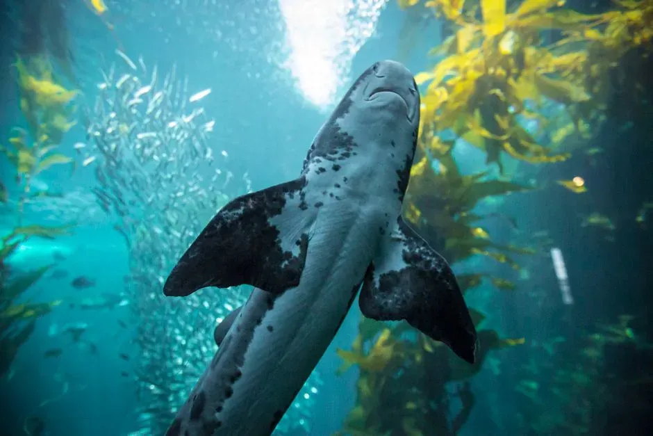 Capricorn: The Greenland Shark (Image Credits: Pexels)