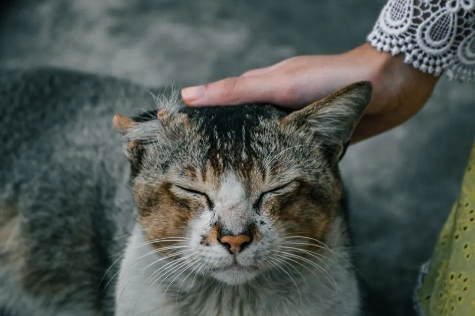#14: The Gentle Way They Start Saying Goodbye Long Before You Do (Image Credits: Pexels)