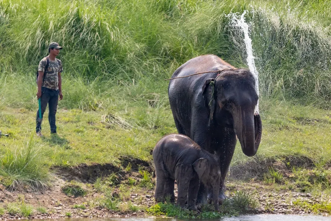 Elephant Mothers: The Matriarchs Who Never Forget (Image Credits: Unsplash)