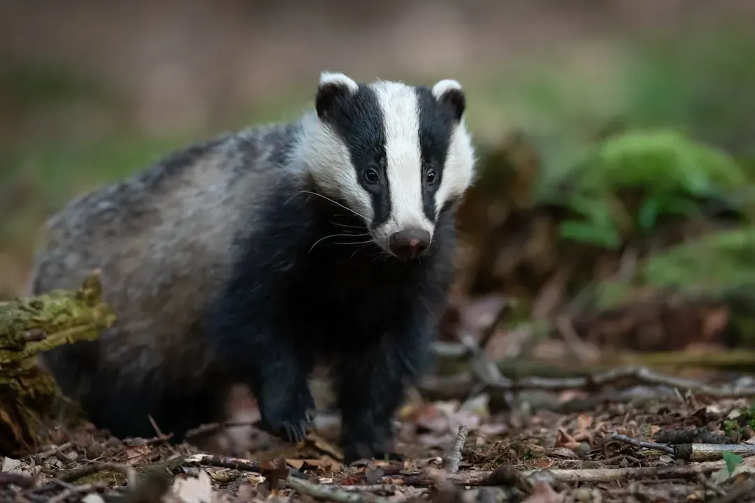 1. Honey Badger: The Undisputed Champion of Courage (Image Credits: Unsplash)