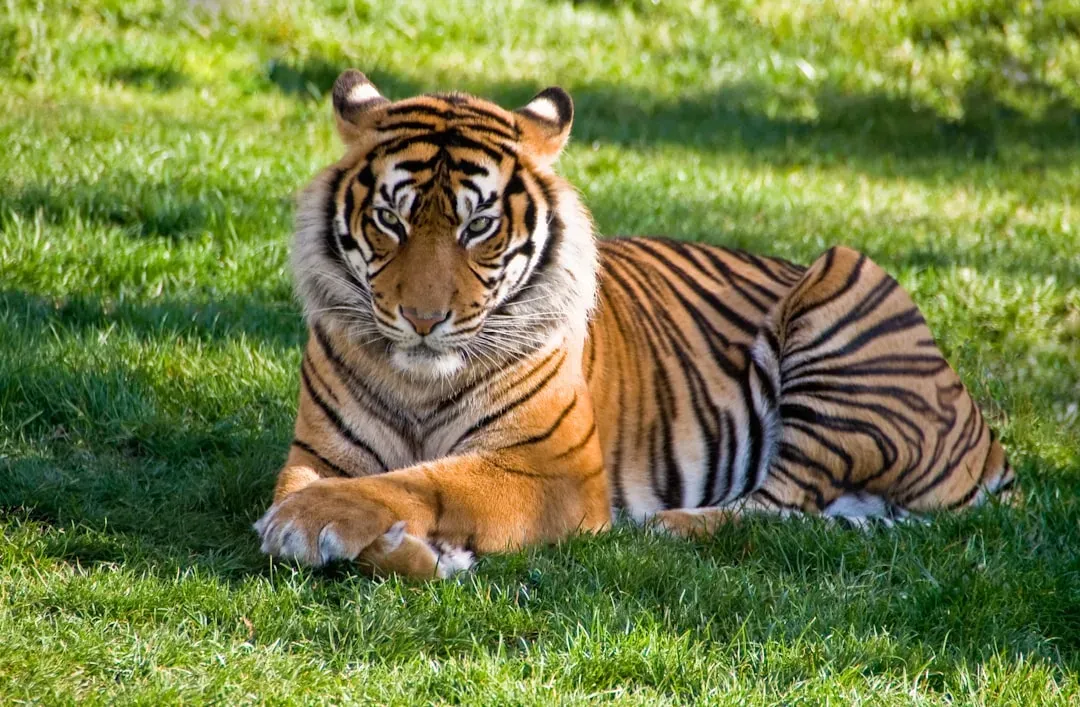 Shere Khan the Tiger, Baloo the Bear, and Leo the Lion (Image Credits: Unsplash)
