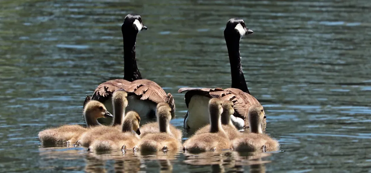 1. Kin Selection: Helping Your Genes Survive Through Others (Image Credits: Pixabay)