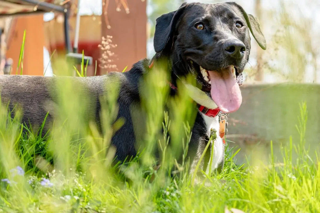 2. Heavy Panting Without Exercise (Image Credits: Unsplash)