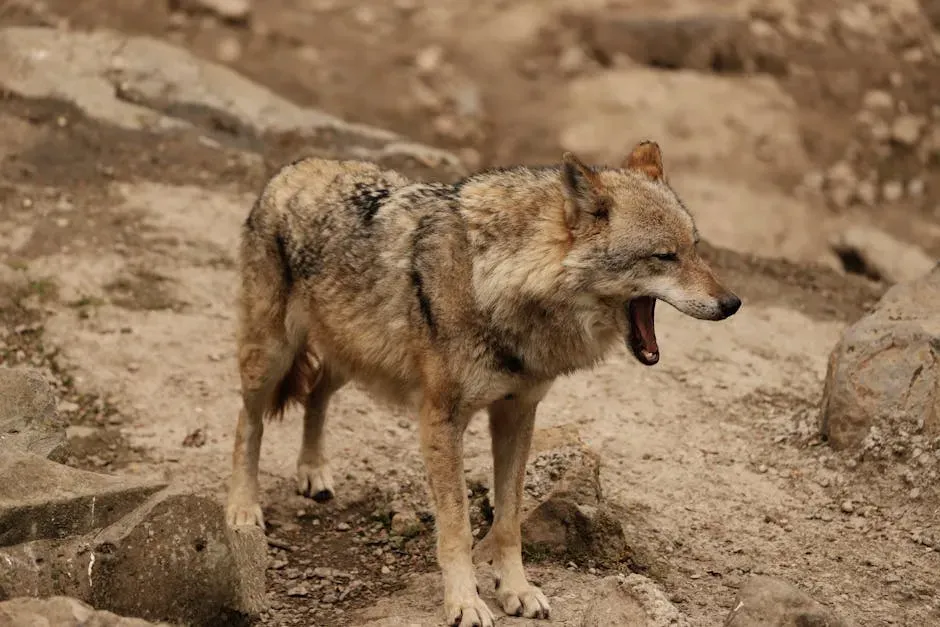 #5: Wolves Are Becoming Bolder and Less Afraid of Humans (Image Credits: Pexels)