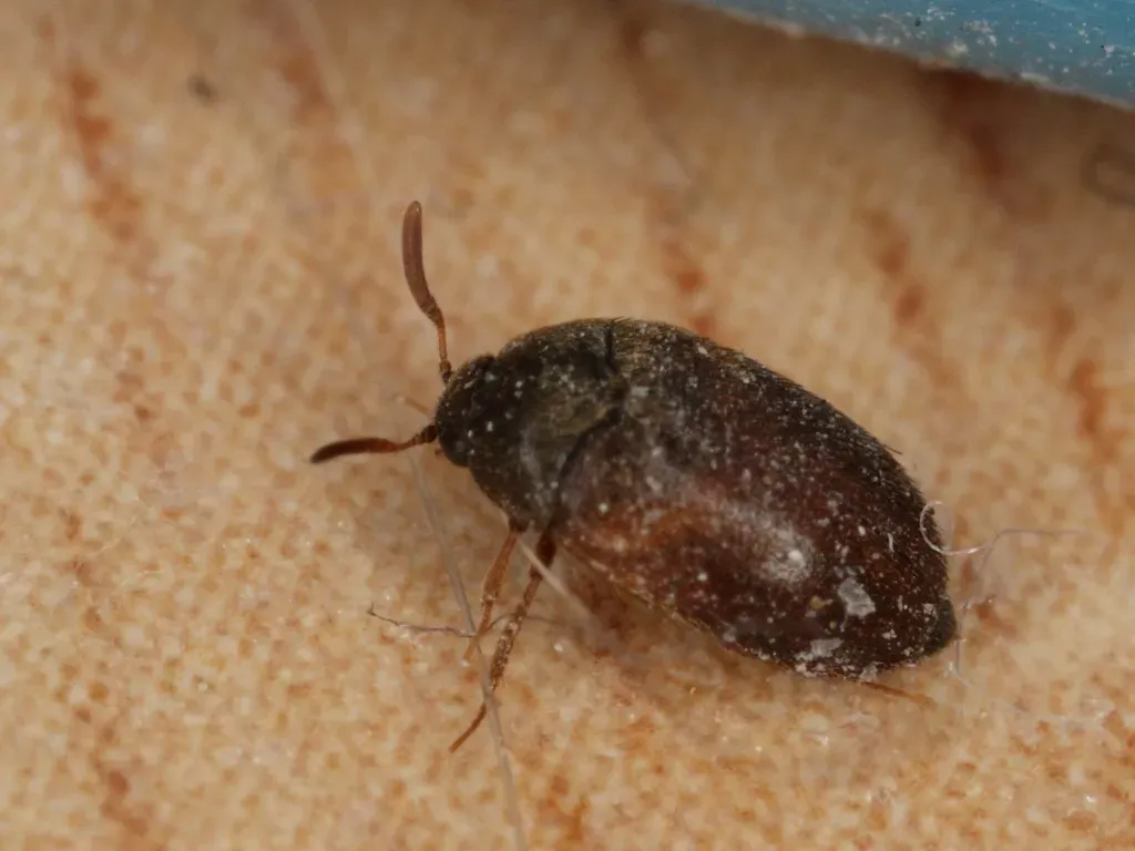 Climate Change and the Bug Explosion Nobody Wants (Image Credits: Flickr)