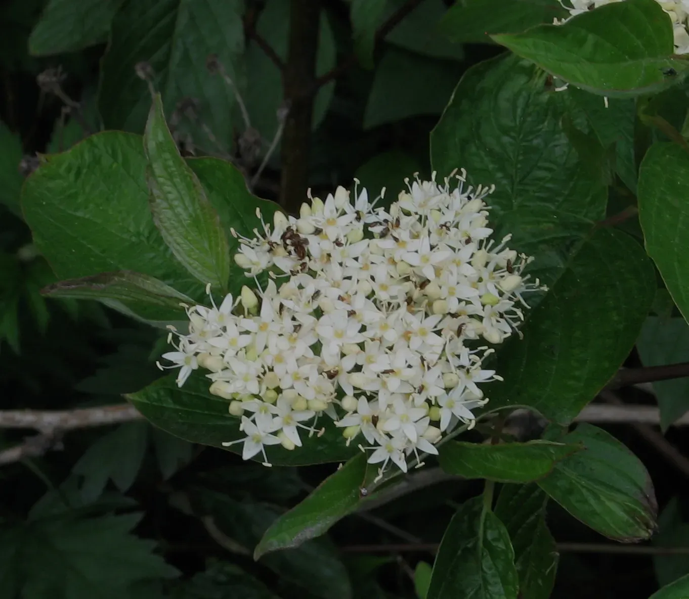 Shrub Dogwoods (Cornus spp.) (By Robert Flogaus-Faust, CC BY 4.0)