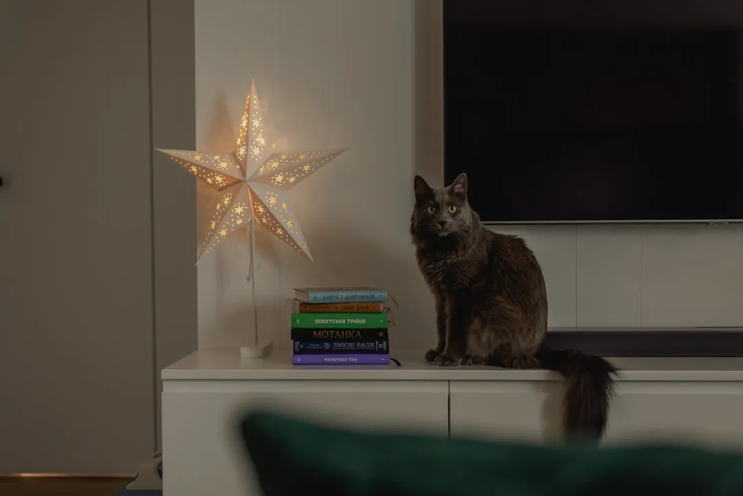 Conclusion – Why Your “Inner Cat” Actually Matters More Than You Think (Image Credits: Unsplash)