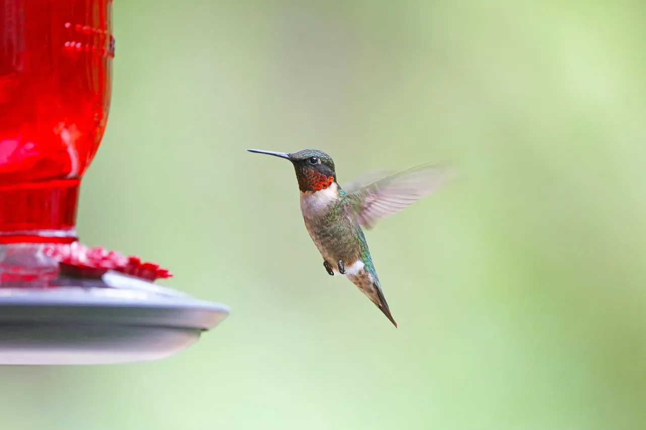 Benefits for Both Birds and People (Image Credits: Pixabay)