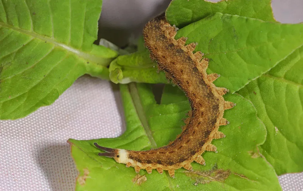 10. The Velvet Worm: The Quiet Champion of Longevity (Judy Gallagher, Flickr, CC BY 2.0)