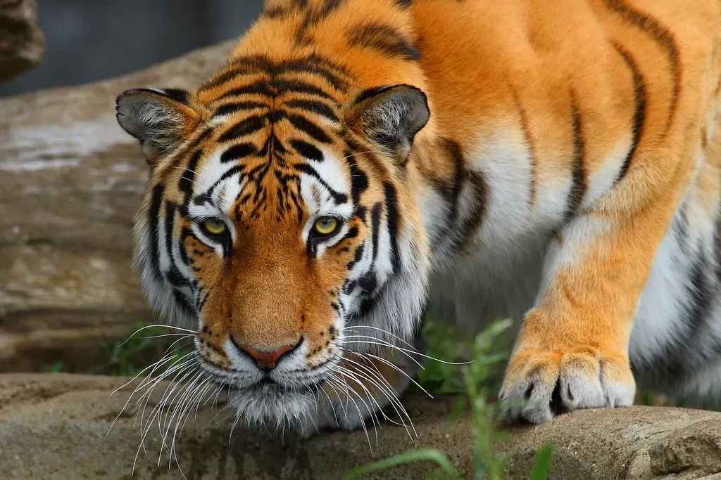 Aries: The Tiger Spirit Lives Here (Image Credits: Flickr)