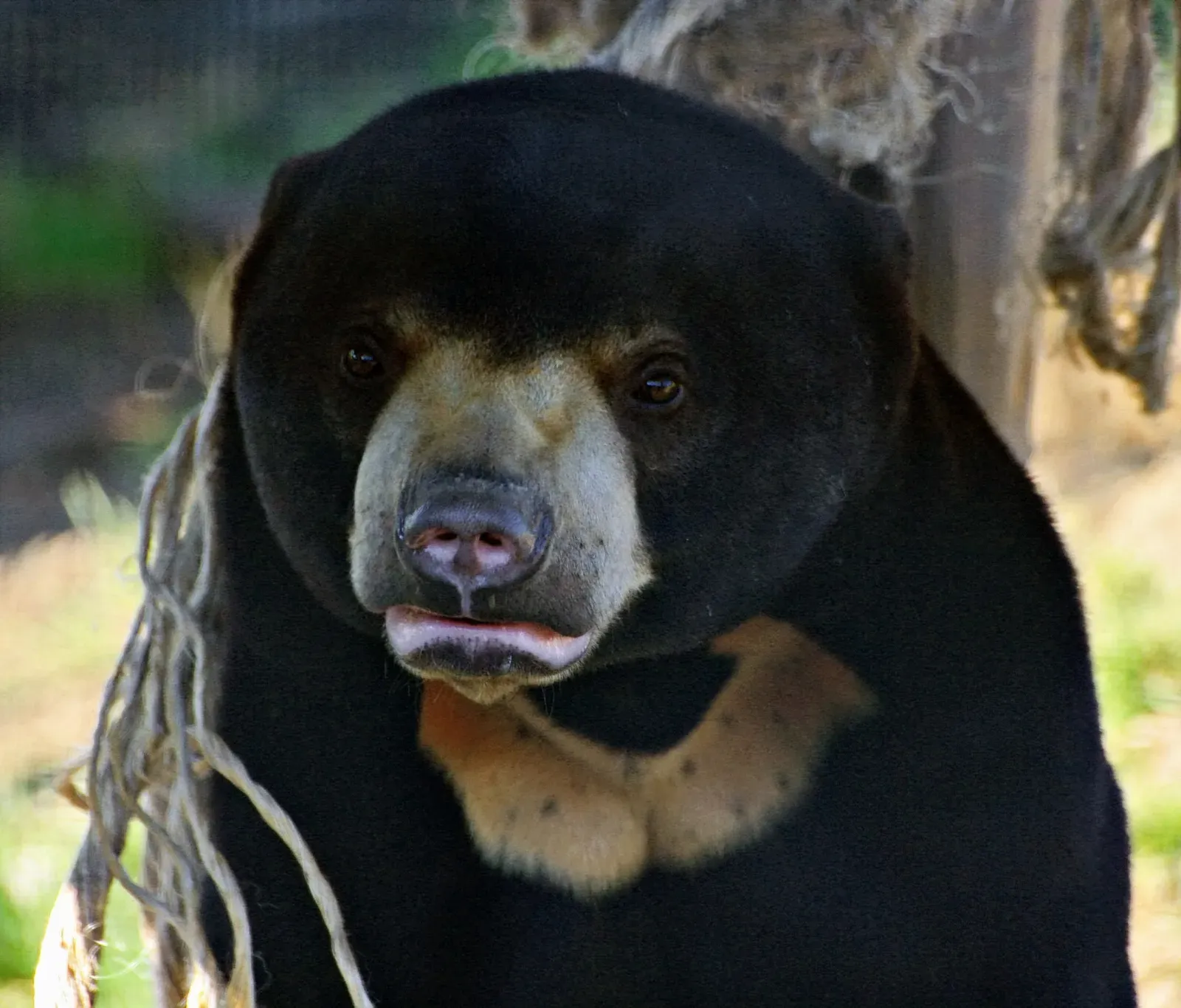 2. Their Chest Patch Is Like a Fingerprint (The Bear Necessities of Life...., CC BY-SA 2.0)