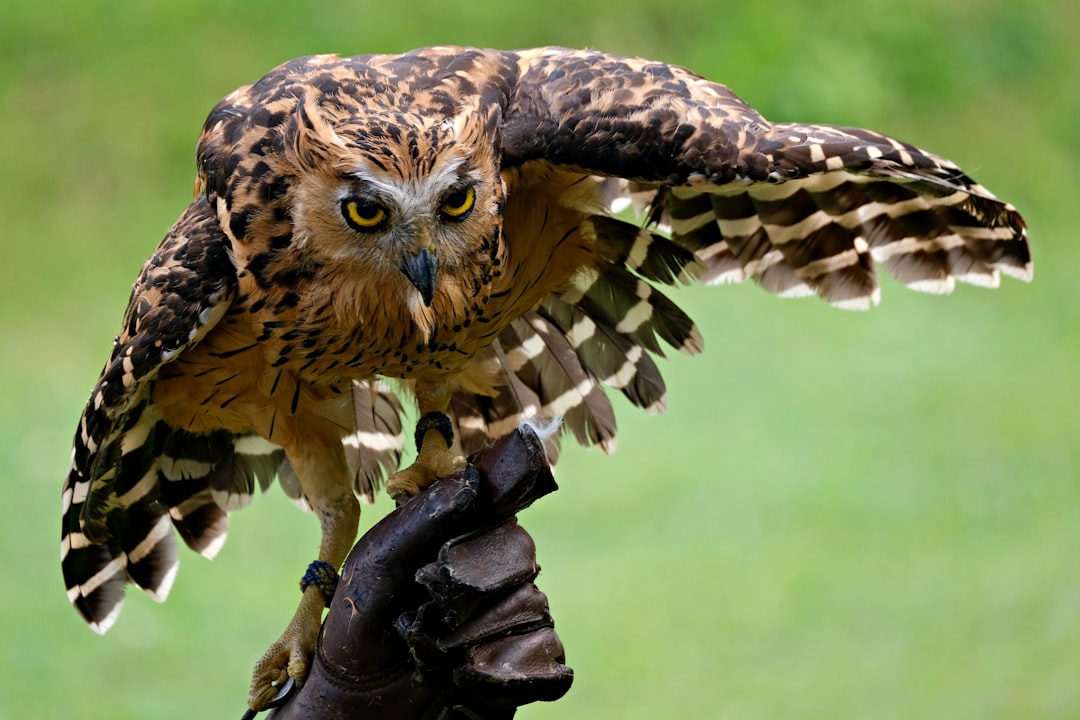 Protector of Warriors and Guardian Spirit (Image Credits: Unsplash)