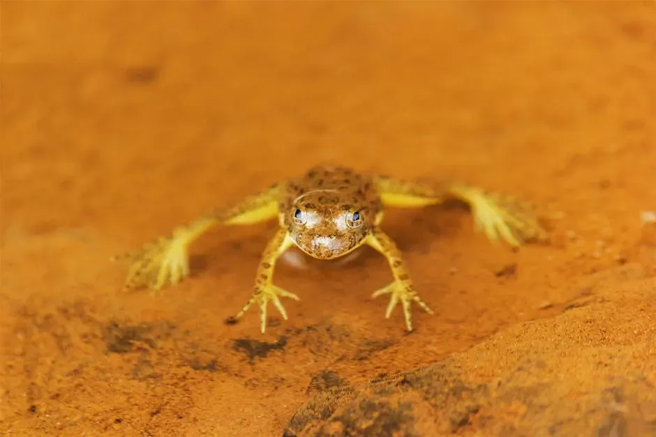 6. The Hairy Frog Breaks Its Own Bones to Create Claws (Image Credits: Pexels)