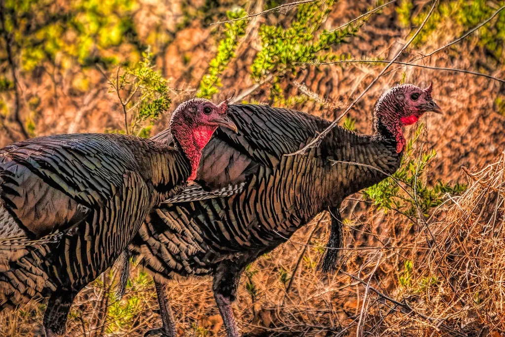Conclusion: What the Turkey Teaches Us (docoverachiever, Flickr, CC BY 2.0)