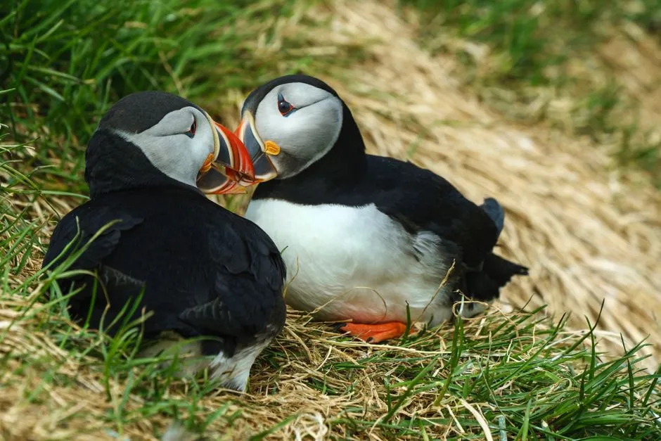 3. Puffins Are Loyal Partners (Image Credits: Pexels)