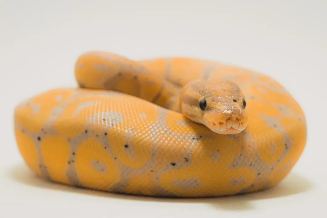 #28 - Ball Pythons: Comfort-Seeking, Not Person-Seeking (Image Credits: Unsplash)