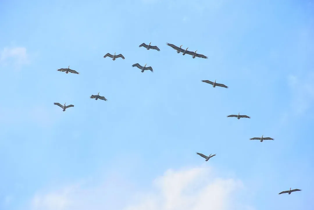 Birds: Sudden Skies of Flight (Image Credits: Unsplash)