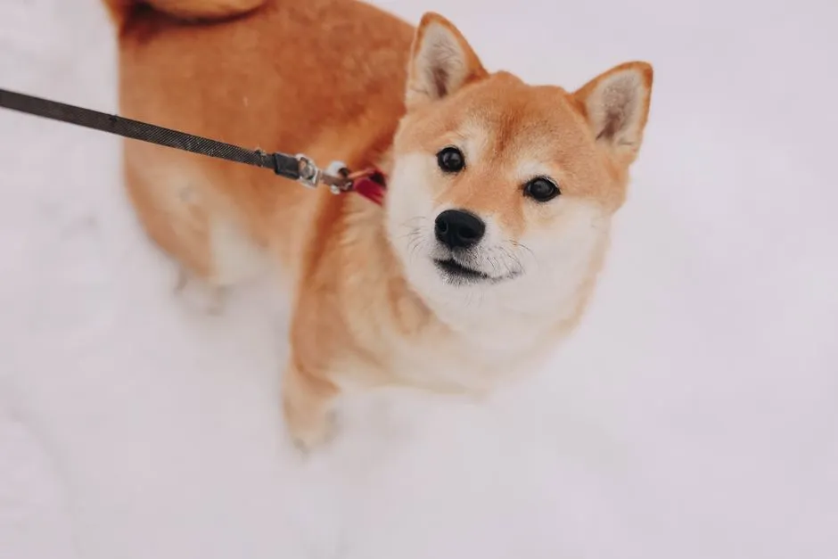 30. Shiba Inu: Small Body, Big Tolerance for Chilly Air (Image Credits: Pexels)