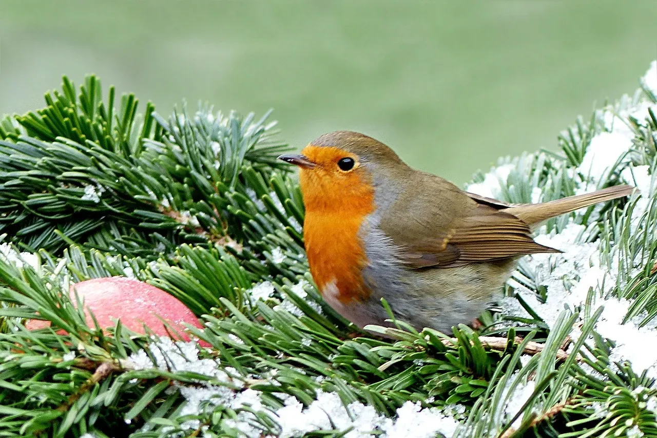 Increased Foraging Activity (Image Credits: Pixabay)