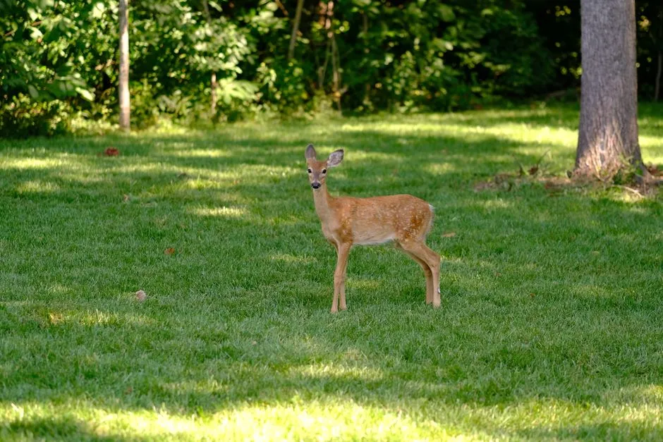 #6 - Young Animals Start Appearing in Your Space (Image Credits: Pexels)