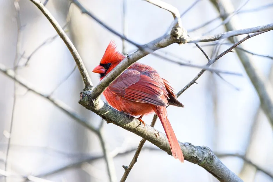 #6 - A Sick or Starving Cardinal Doesn't Sing (Image Credits: Pexels)