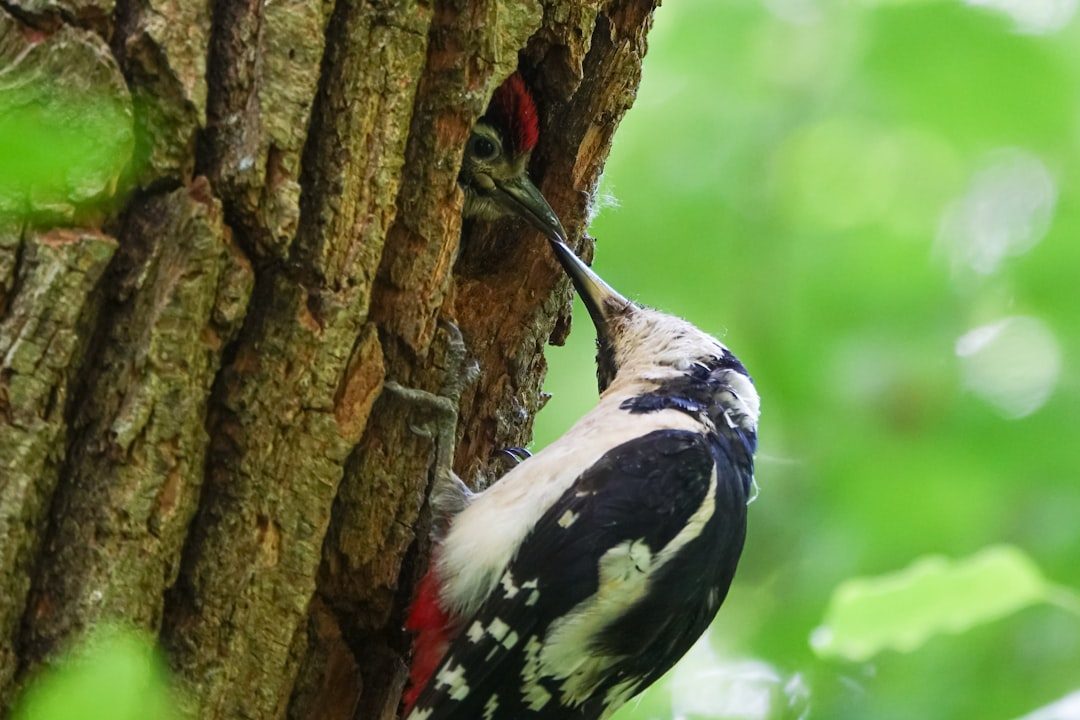 July: The Nurturing Woodpecker (Image Credits: Unsplash)