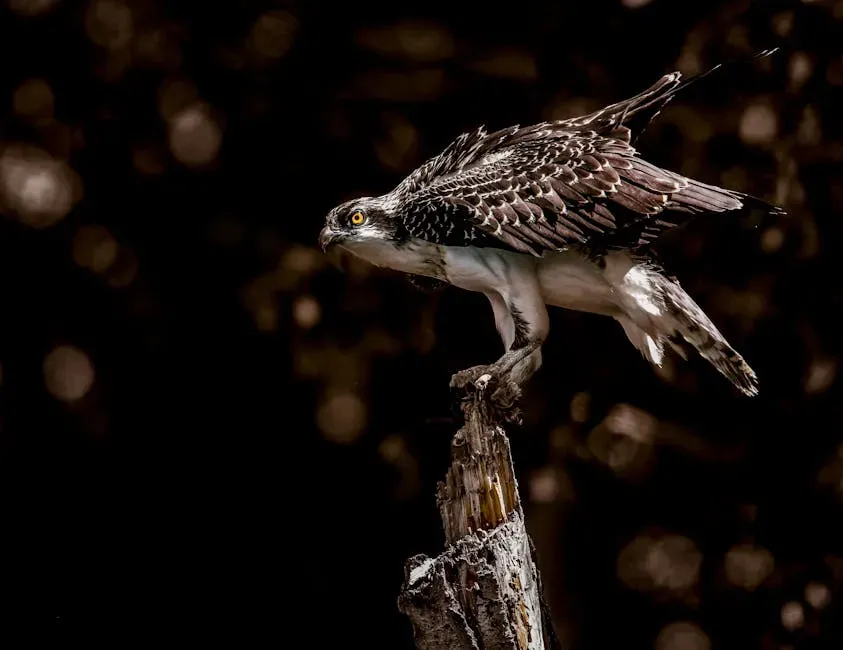 7. The Bosphorus Strait, Turkey: Where Europe's Raptors Squeeze Through (Image Credits: Pexels)