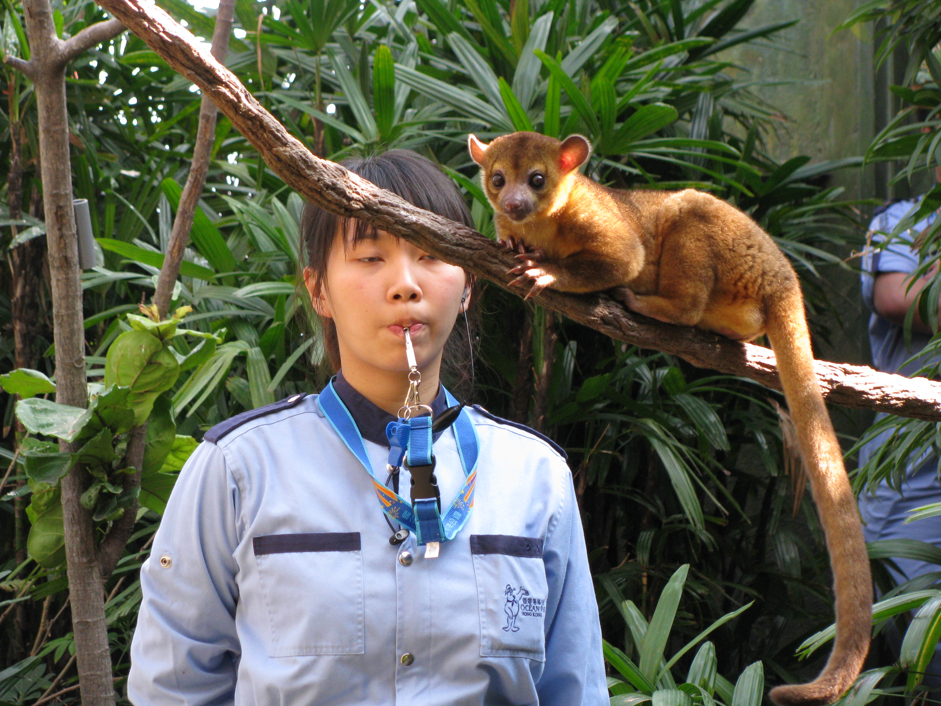 #10 Kinkajous - The 
