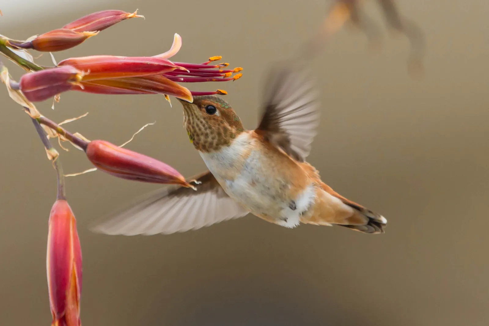 Scorpio and the symbolism of transformation (Allen's Hummingbird (selasphorus sasin), CC BY 2.0)