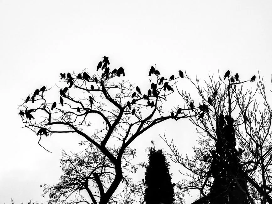 Social Dynamics and Information Sharing (Image Credits: Pexels)