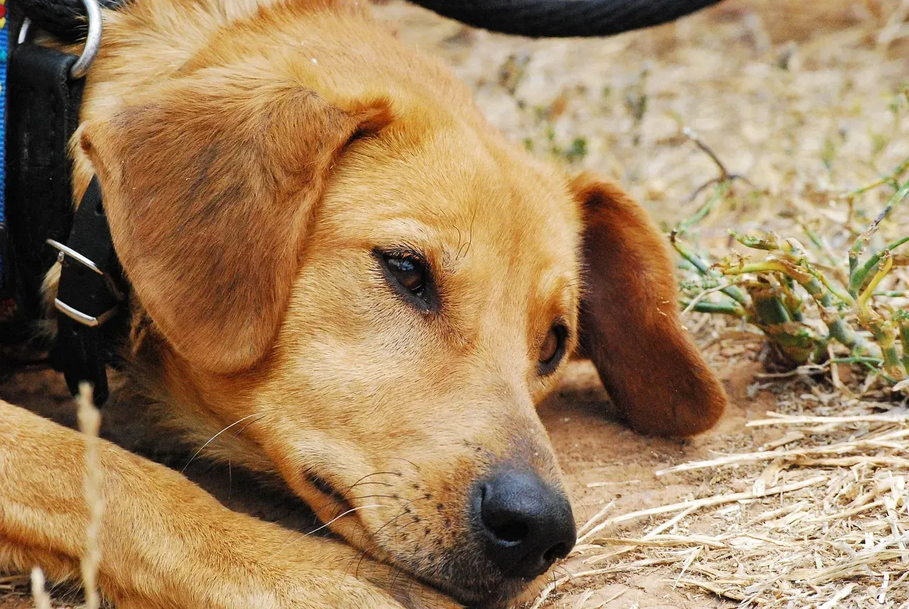 #2 - They Roll Onto Their Side and Expose Their Neck (Image Credits: Pixabay)