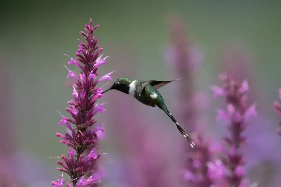 #7 &ndash; Agastache: The Anise-Scented Perennial That Holds Territory (Image Credits: Pexels)
