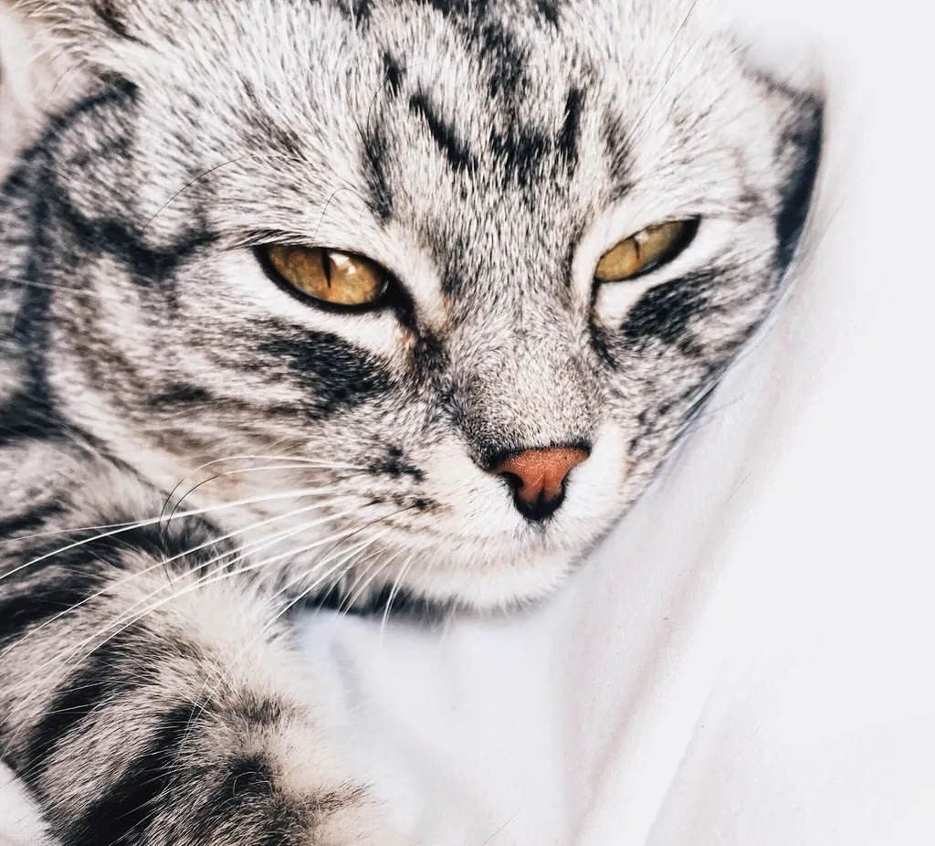 #6 &ndash; American Shorthair: Chill&hellip;But Only If You Follow the Rules (Image Credits: Rawpixel)