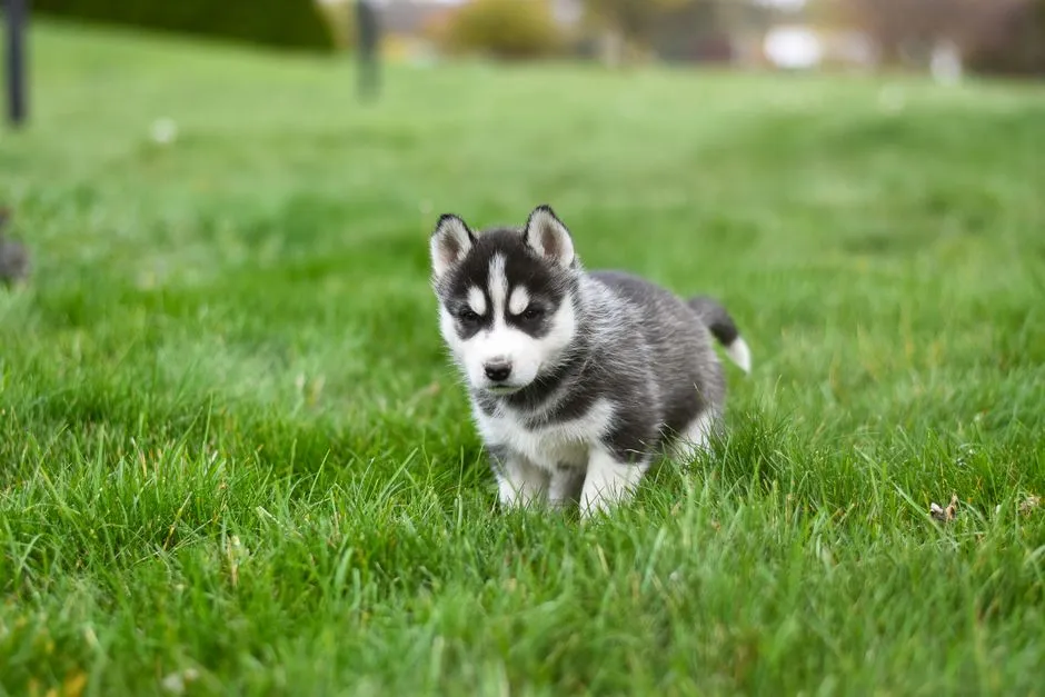 Aries and the Siberian Husky (Image Credits: Pexels)