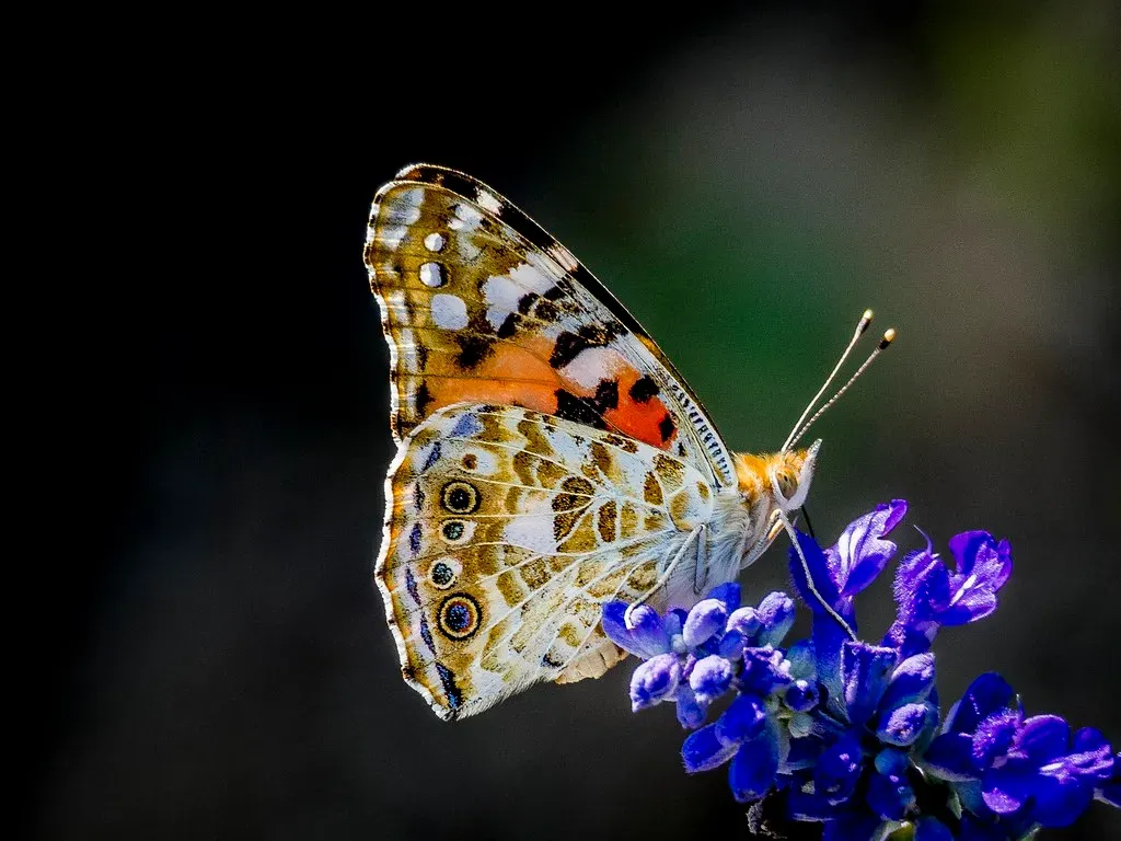 When Butterflies Cross Oceans (fotopamas, Flickr, CC BY 2.0)