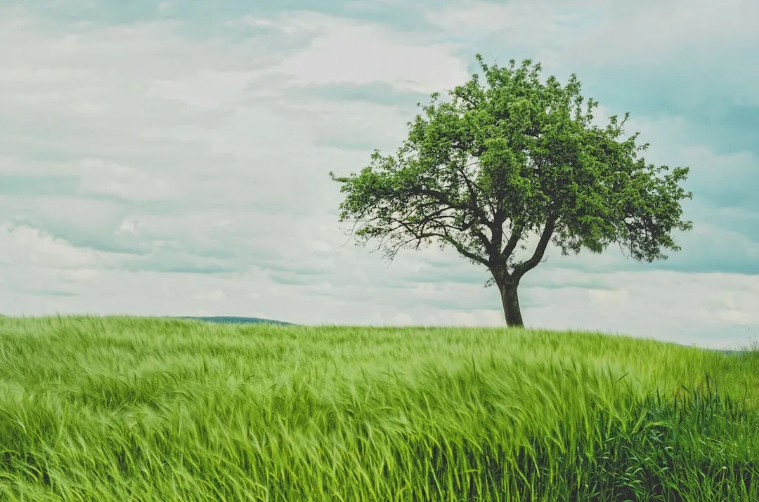 #17 - Trees (Shade, Structure, and the One Thing You Can't Rush) (Image Credits: Unsplash)