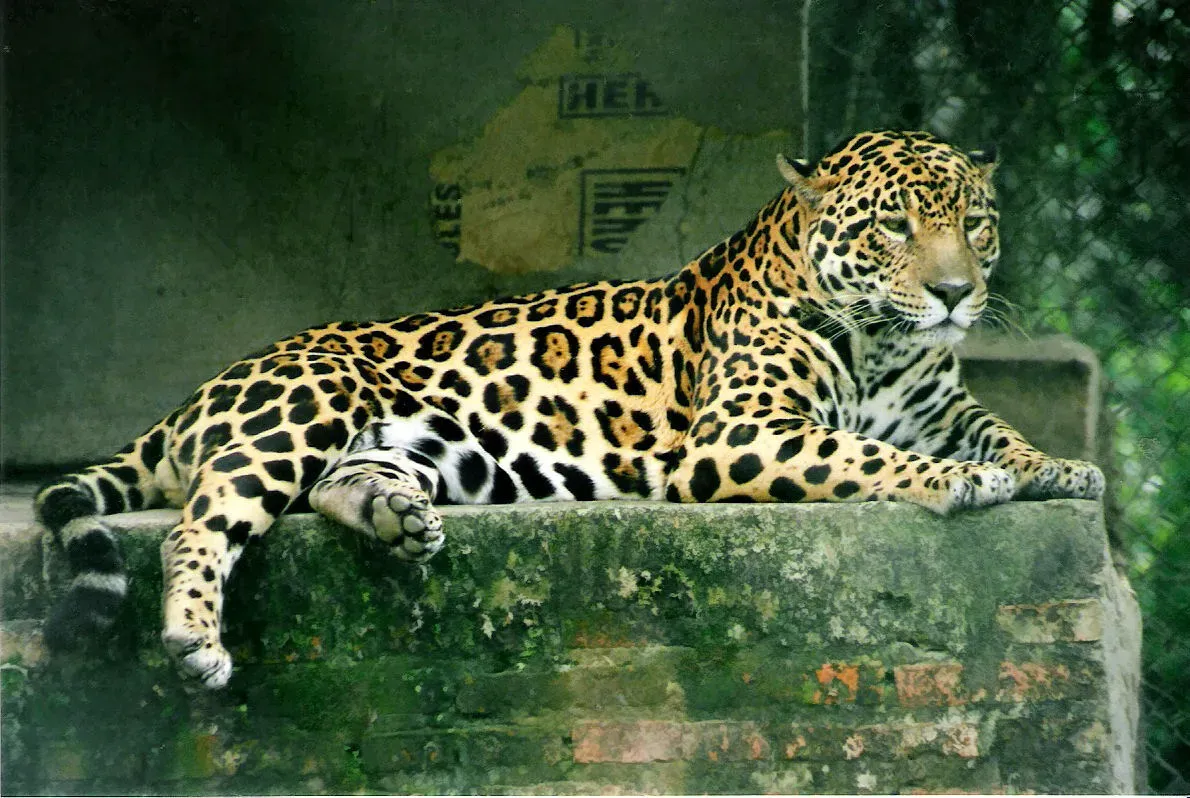 Scorpio: The Jaguar (Image Credits: Wikimedia)