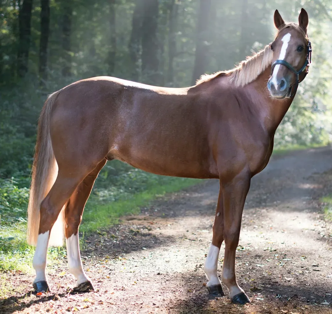 #5 - Thoroughbreds (Image Credits: Unsplash)