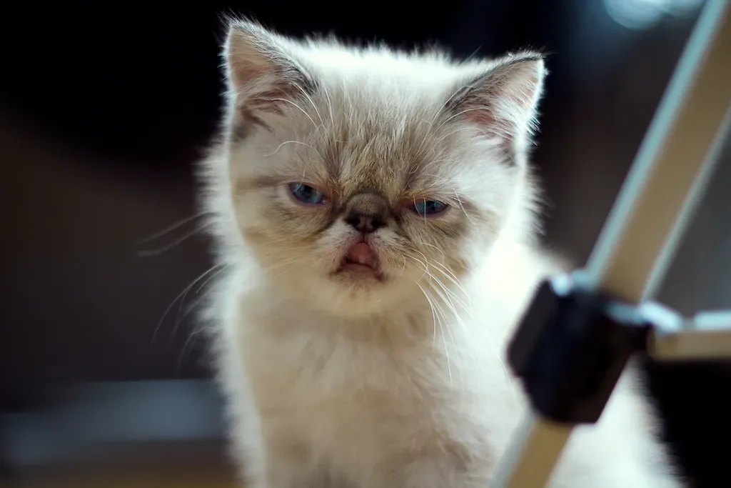 11. Exotic Shorthair (captainpancakes, Flickr, CC BY 2.0)