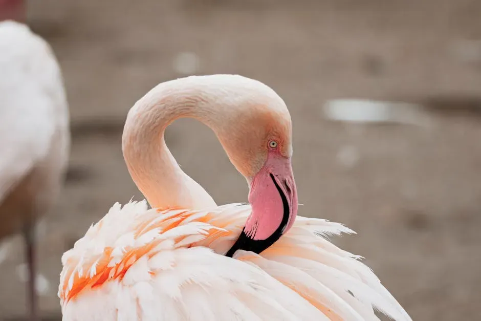 Peaches, the Flamingo That Captured Everyone's Attention (Image Credits: Pexels)