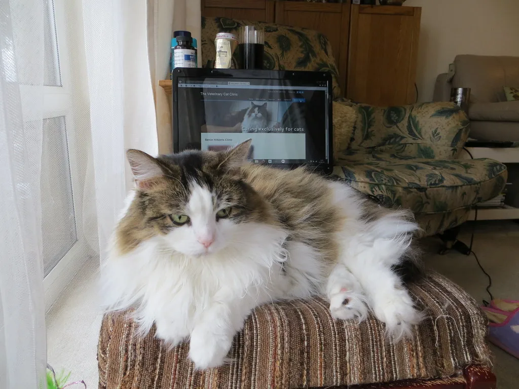 #1 - Your Cat Only Leaves That Room for Food or the Litter Box (alljengi, Flickr, CC BY-SA 2.0)